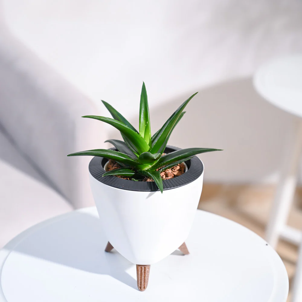 Product image 100