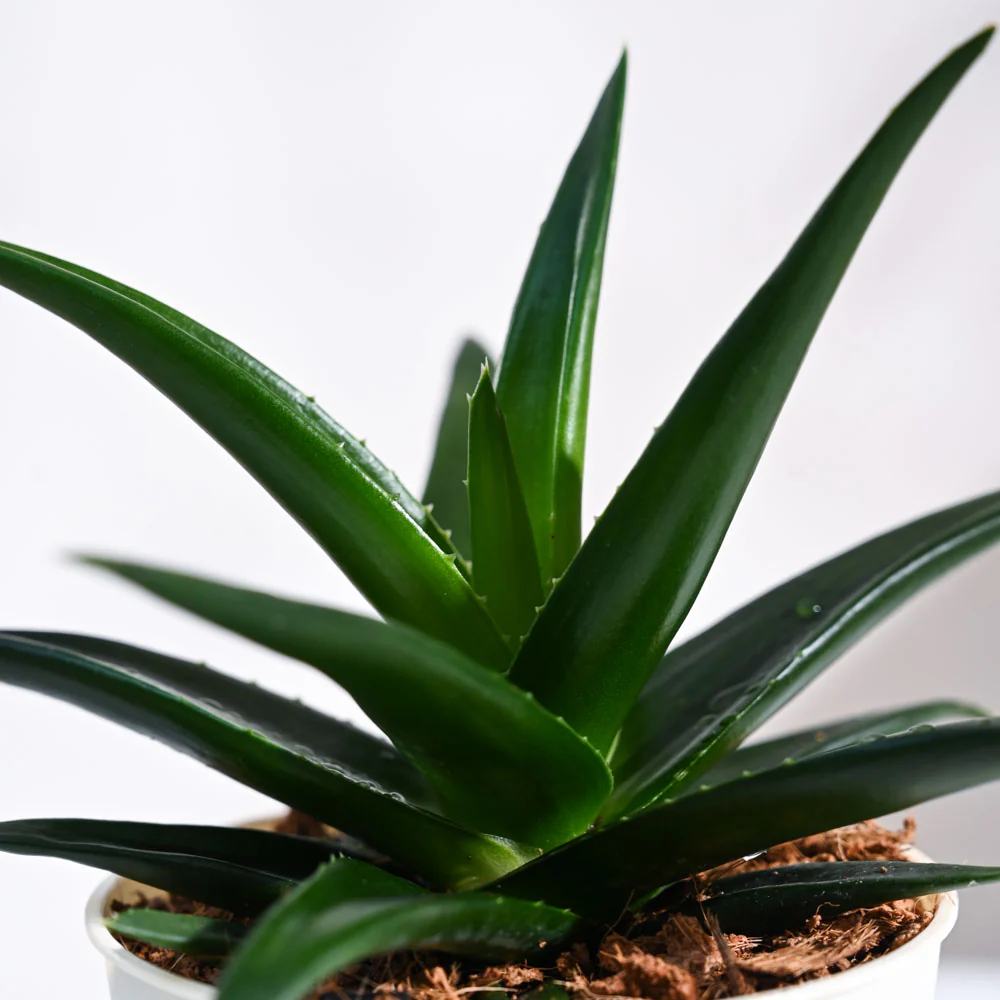 Product image 90