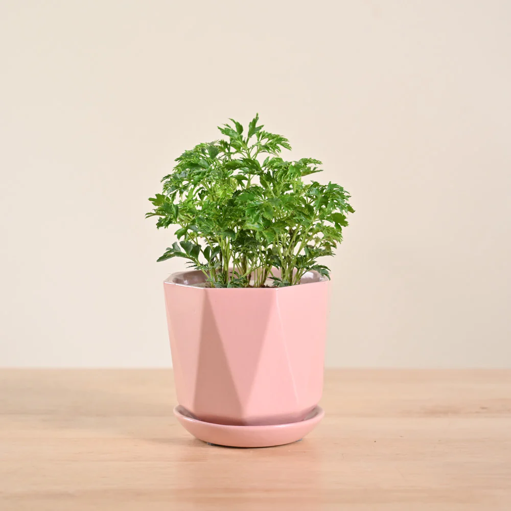 Product image 100