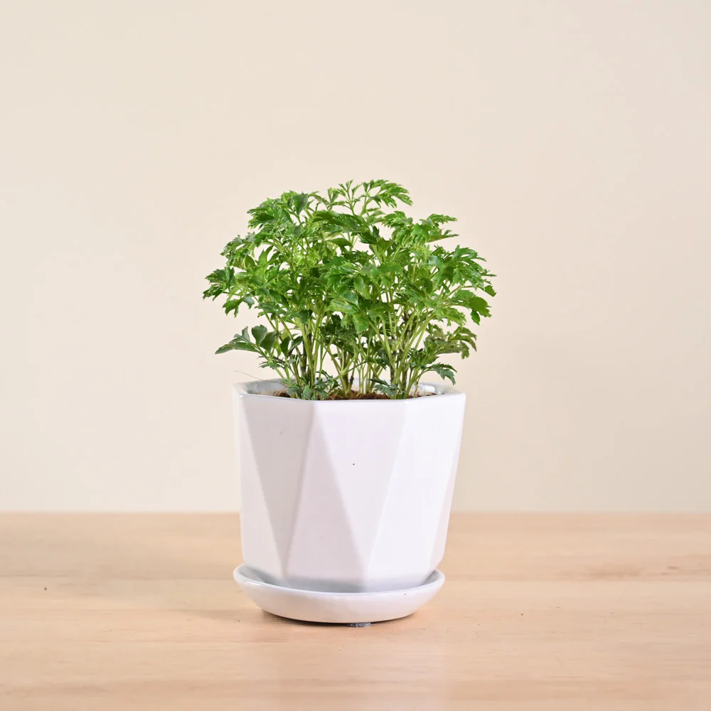 Product image 102