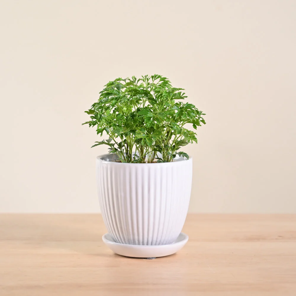 Product image 110