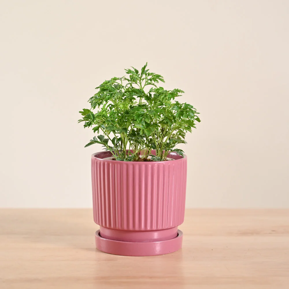 Product image 116