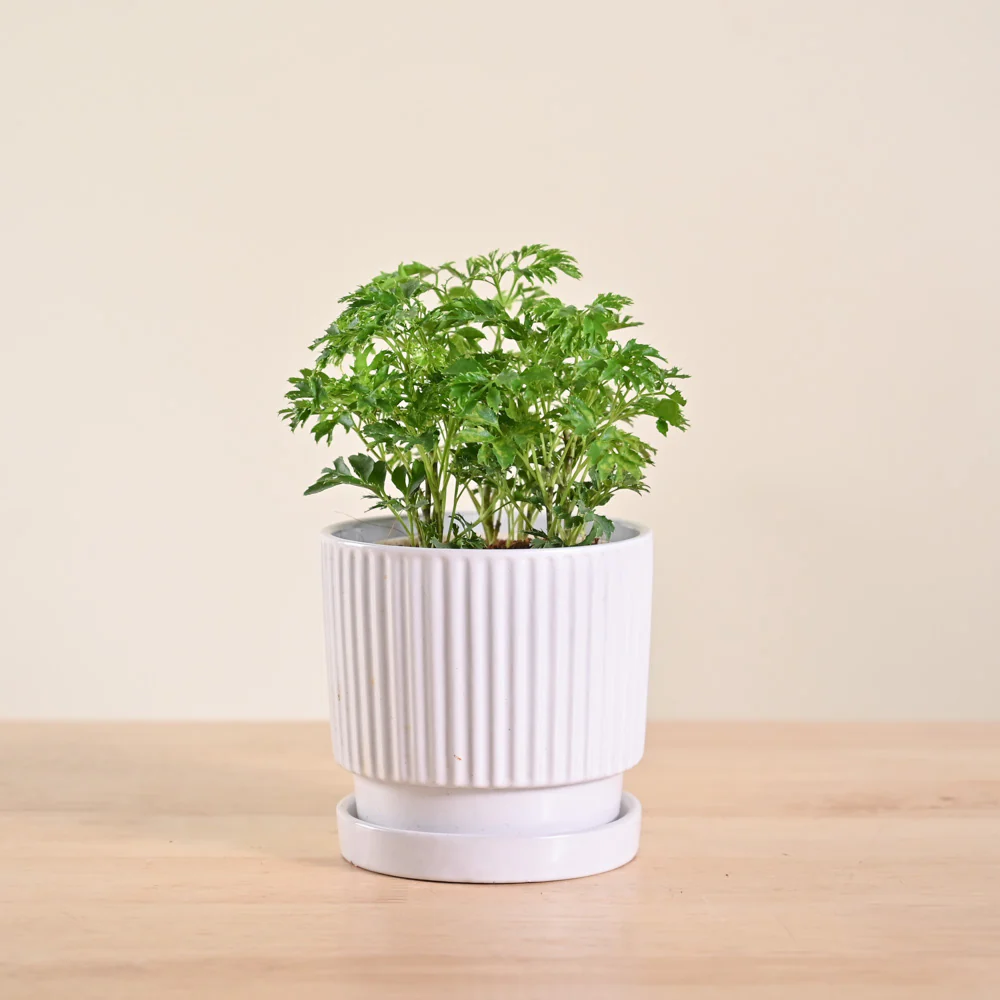 Product image 120