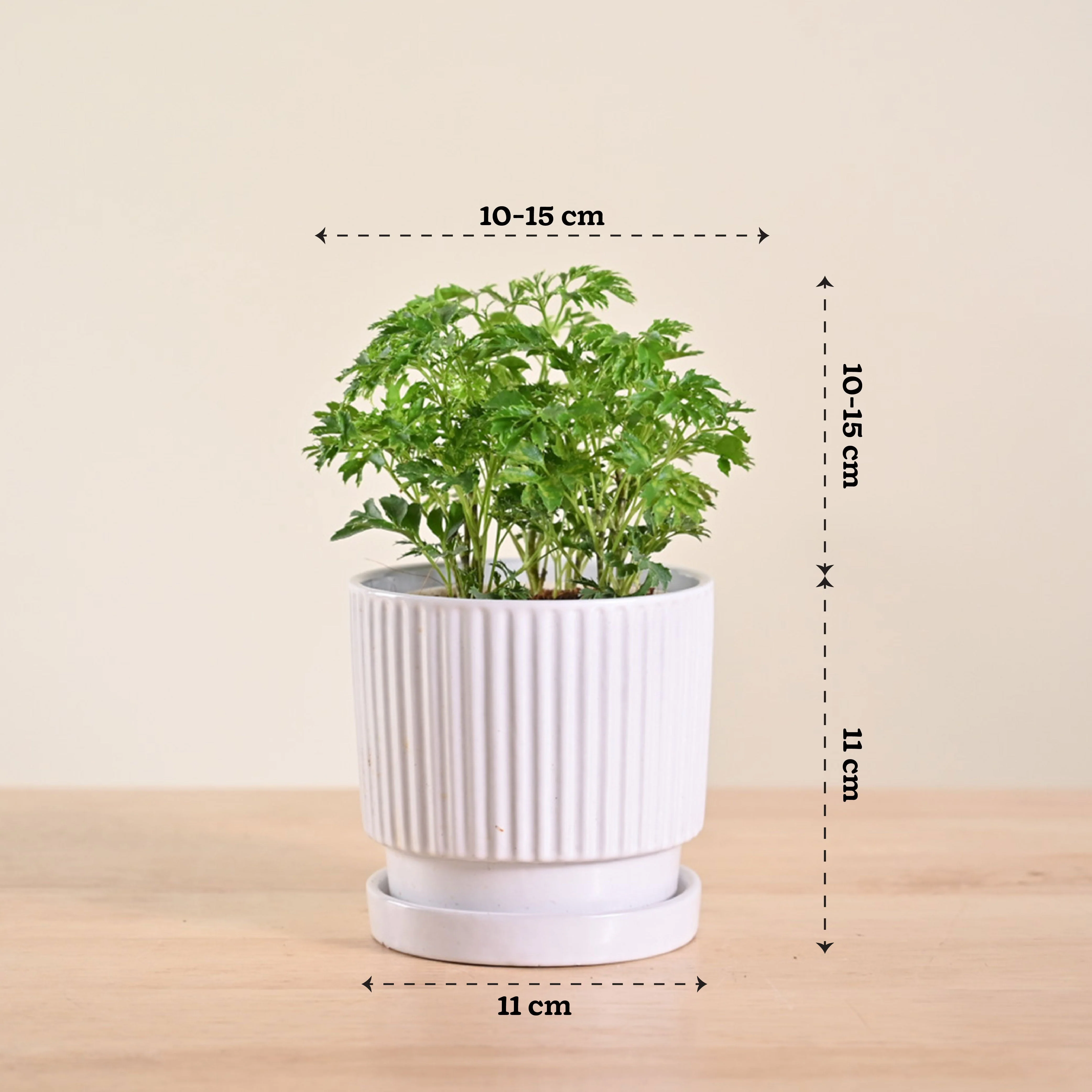 Product image 121