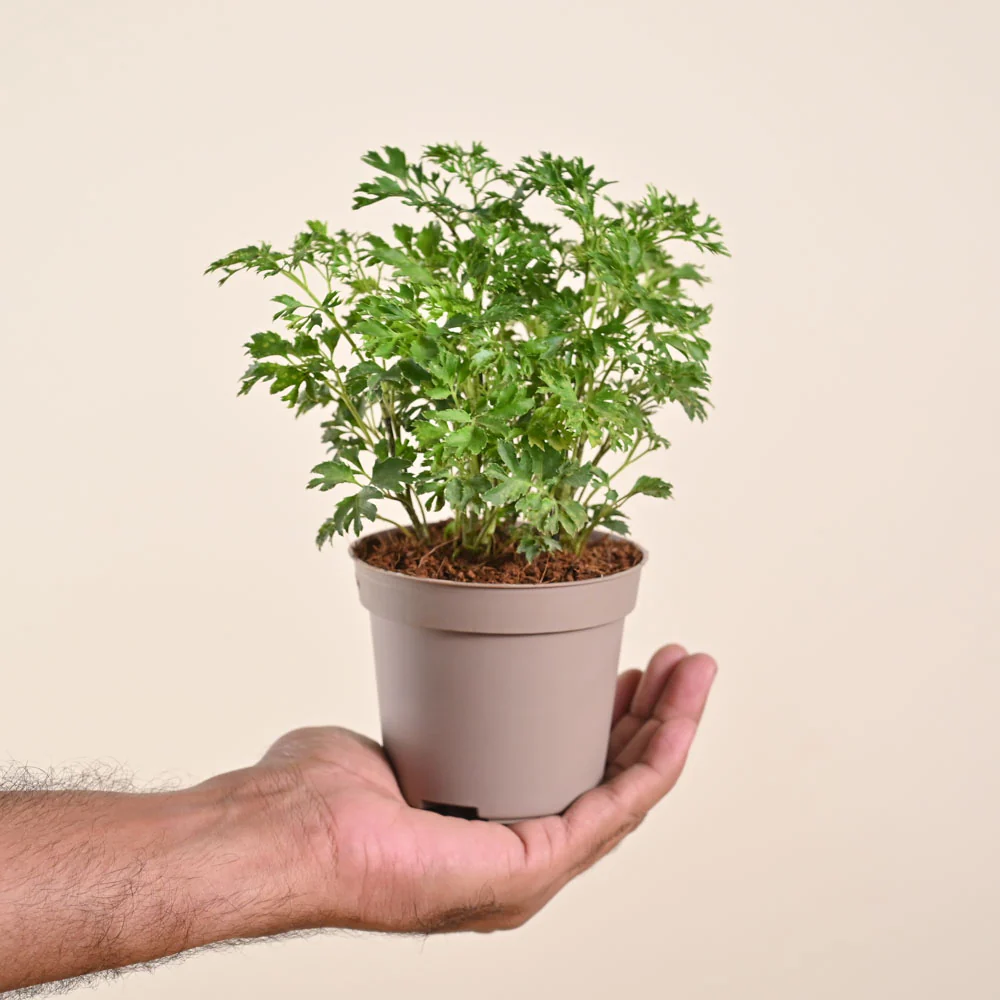 Product image 131