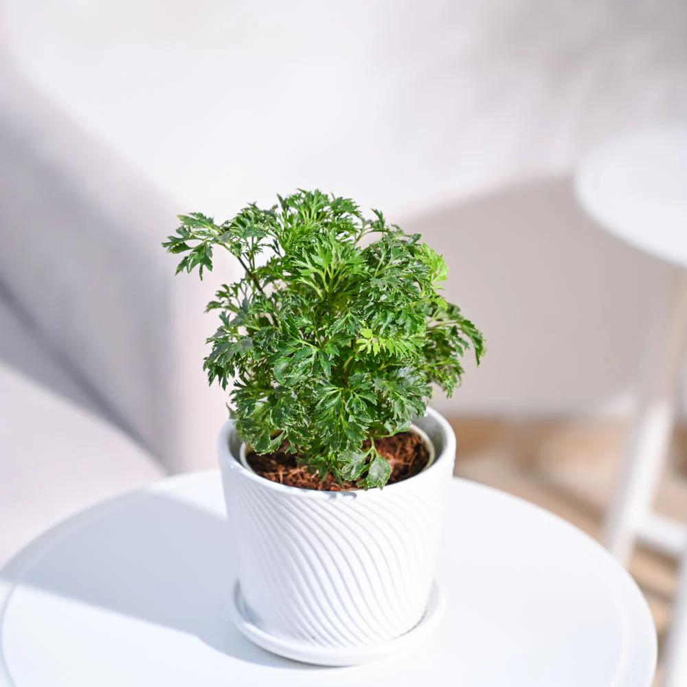 Product image 90