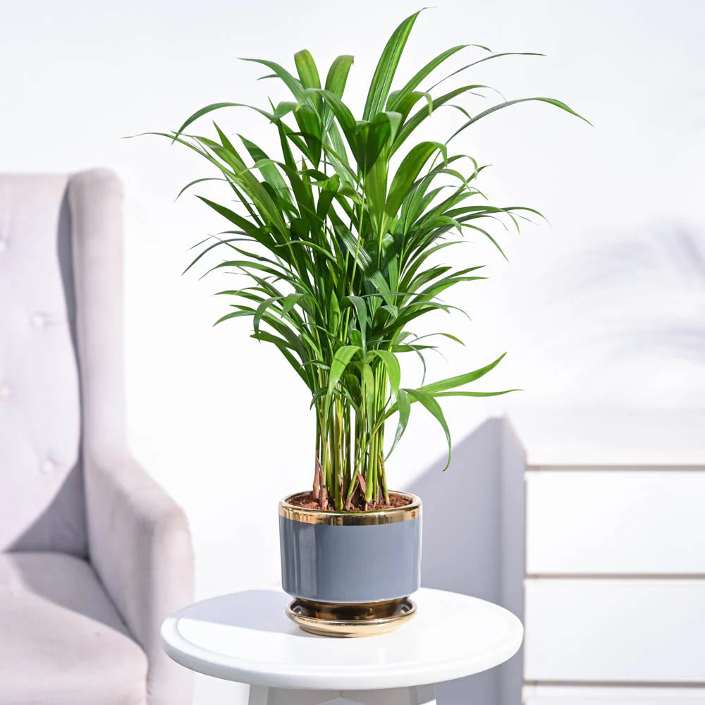 Product image 86
