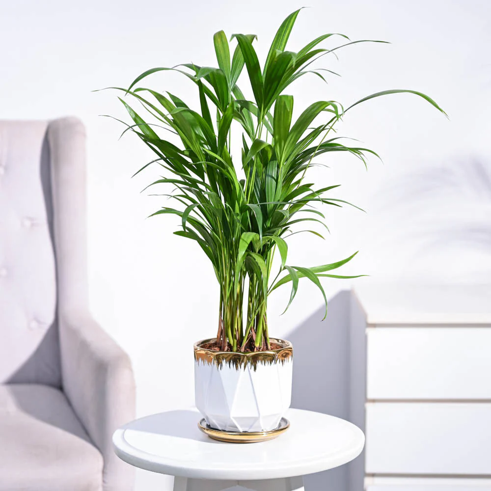 Product image 90