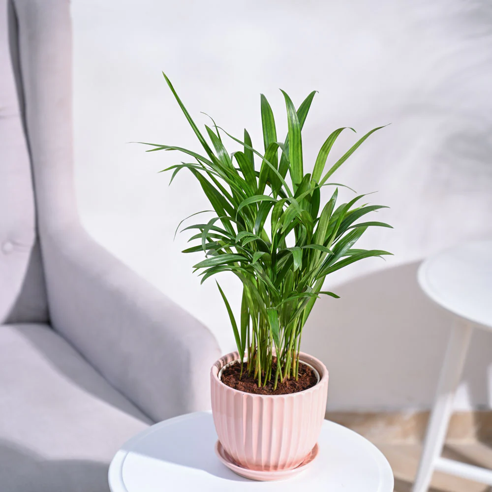 Product image 93