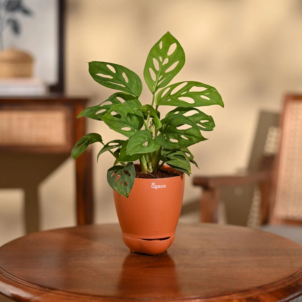 Product image 100