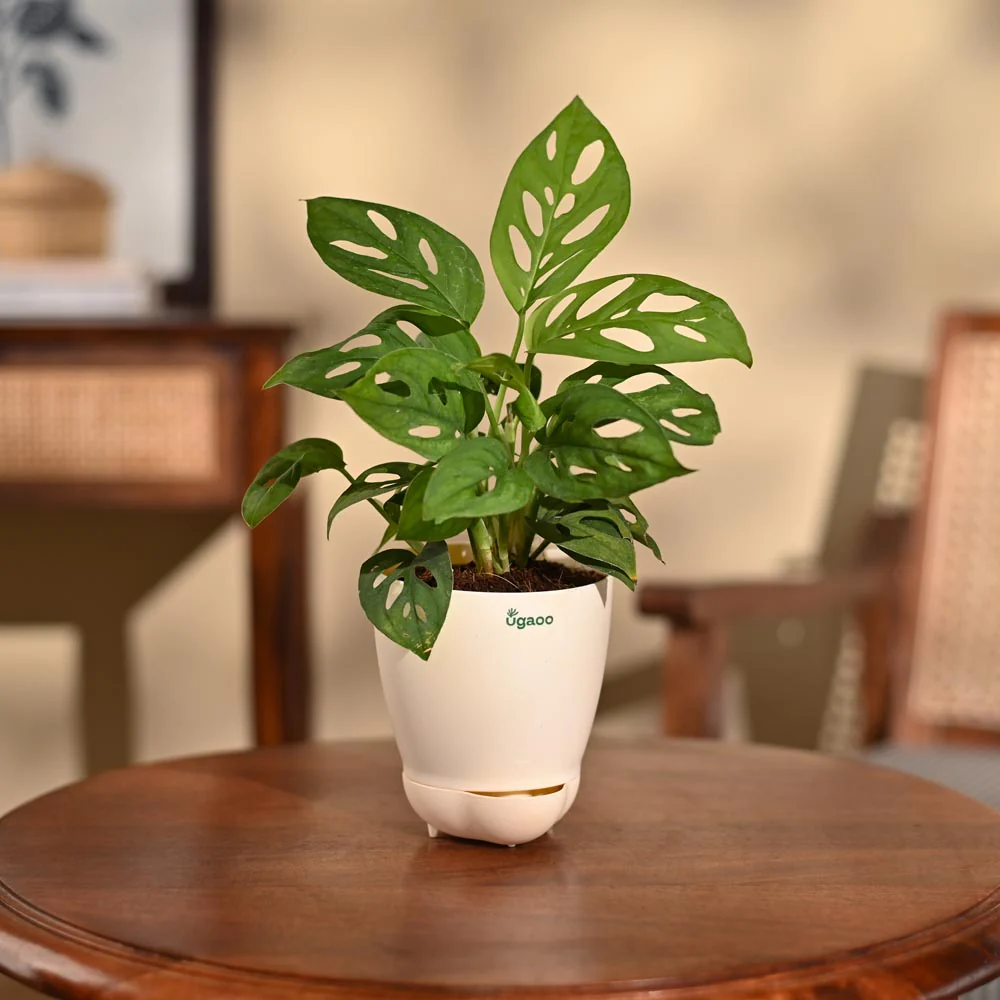 Product image 102