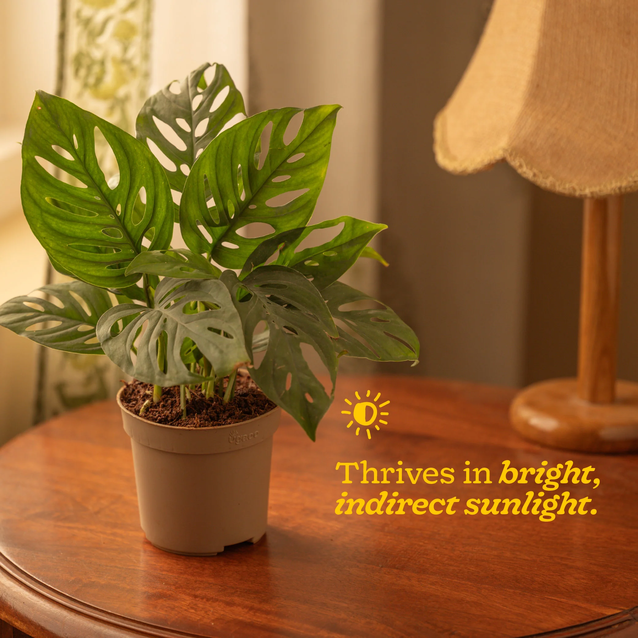 Product image 111