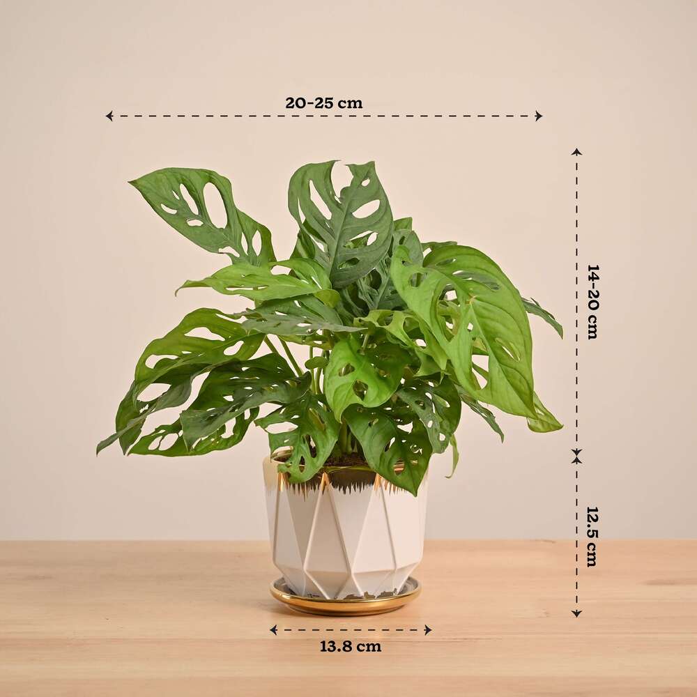 Product image 64