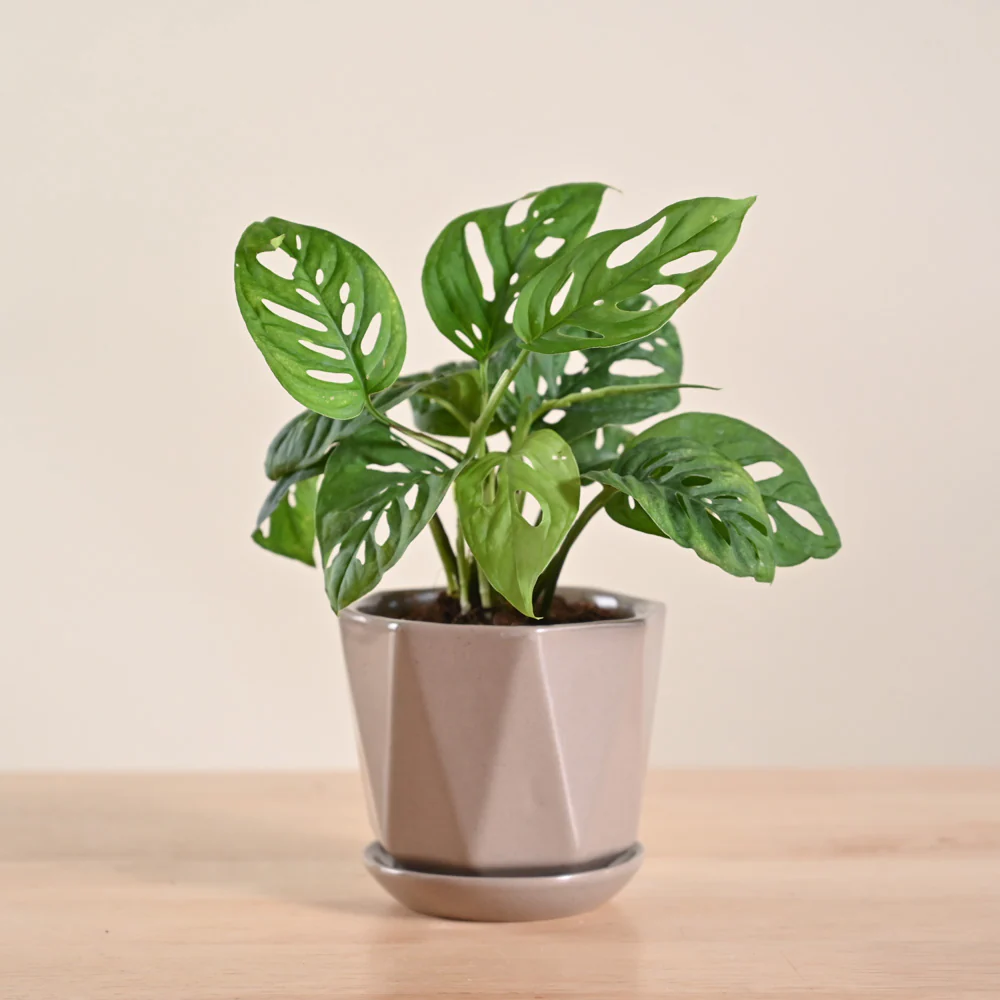 Product image 80
