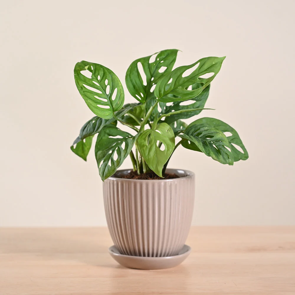 Product image 85