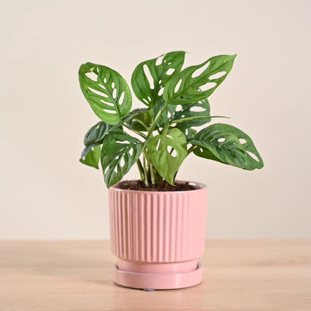 Product image 87