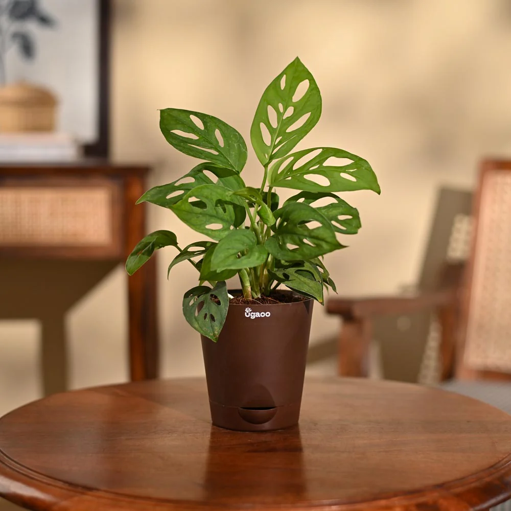 Product image 93