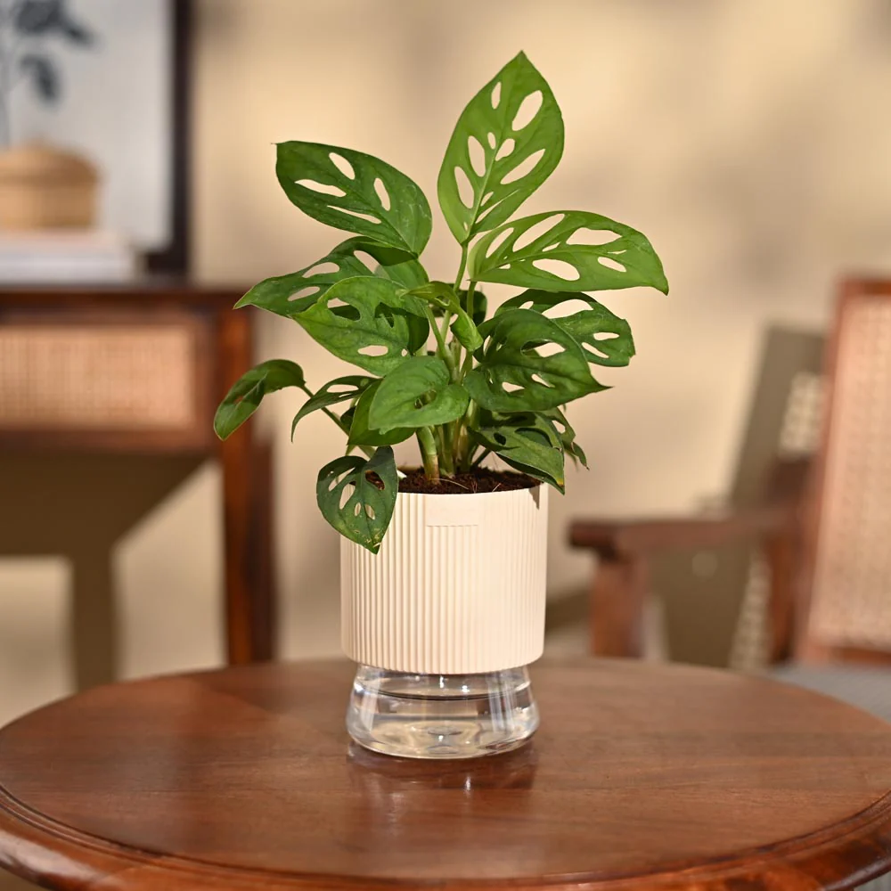 Product image 95