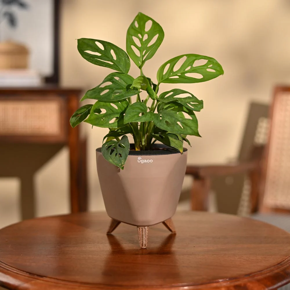 Product image 99