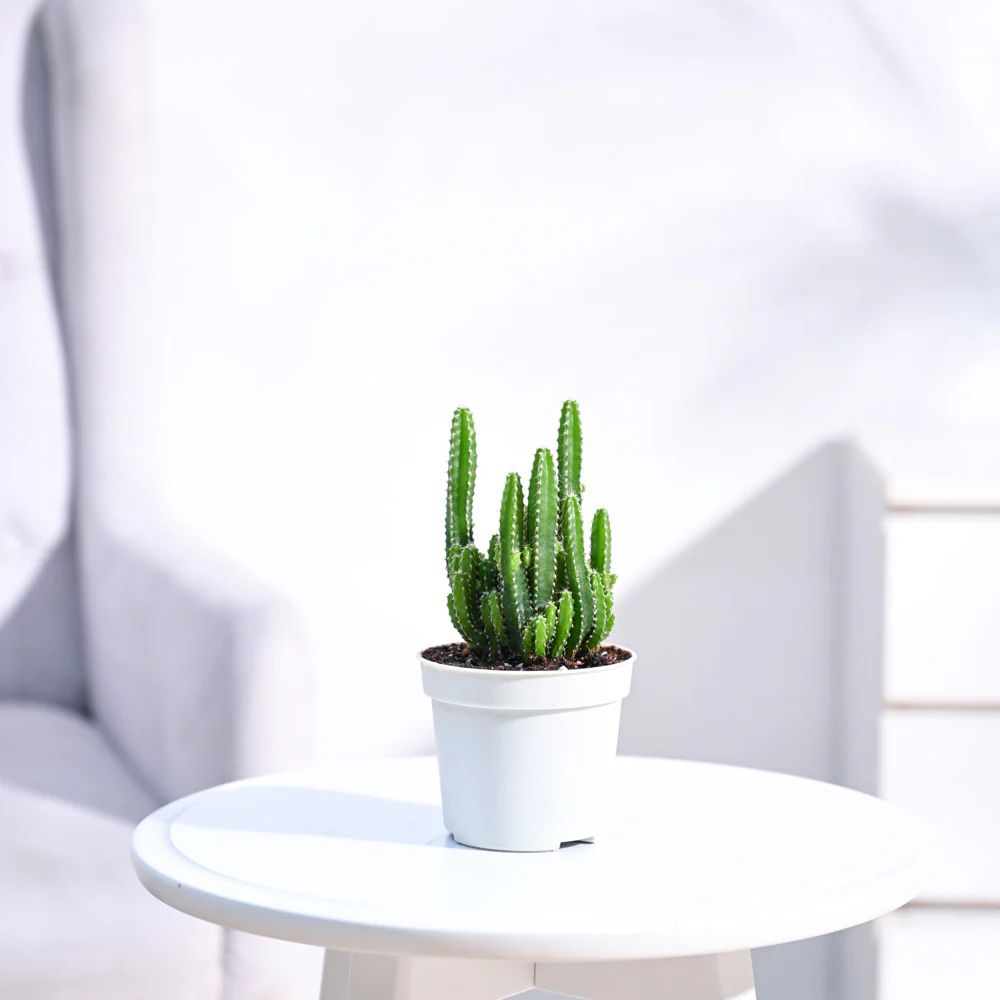 Product image 77
