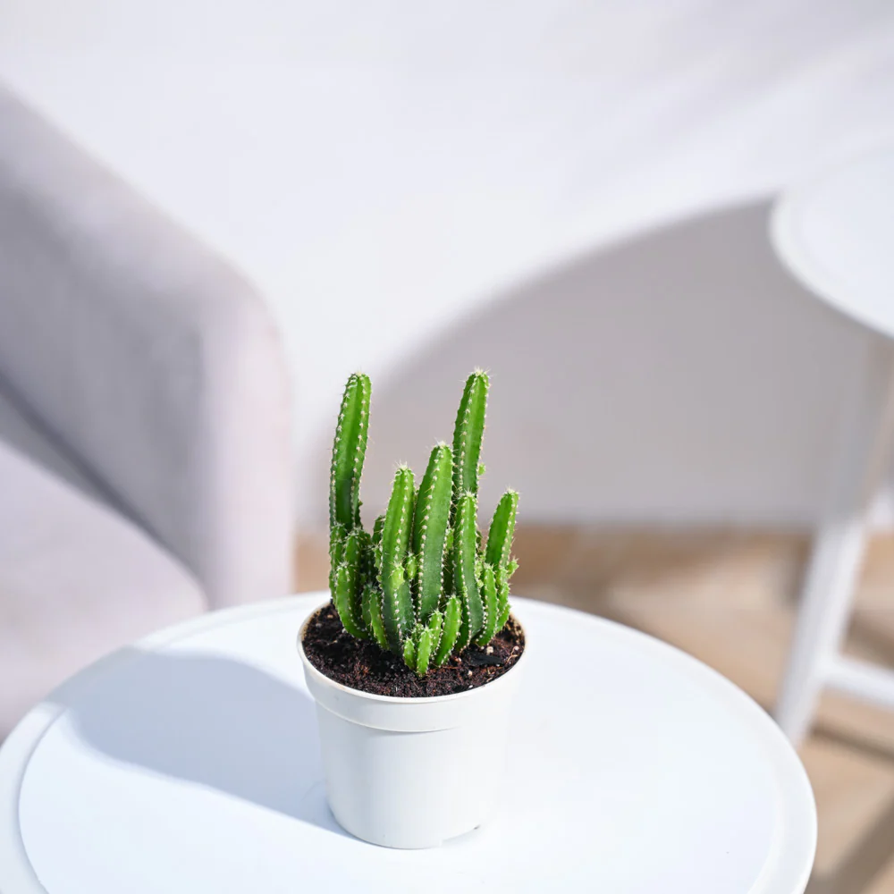 Product image 85