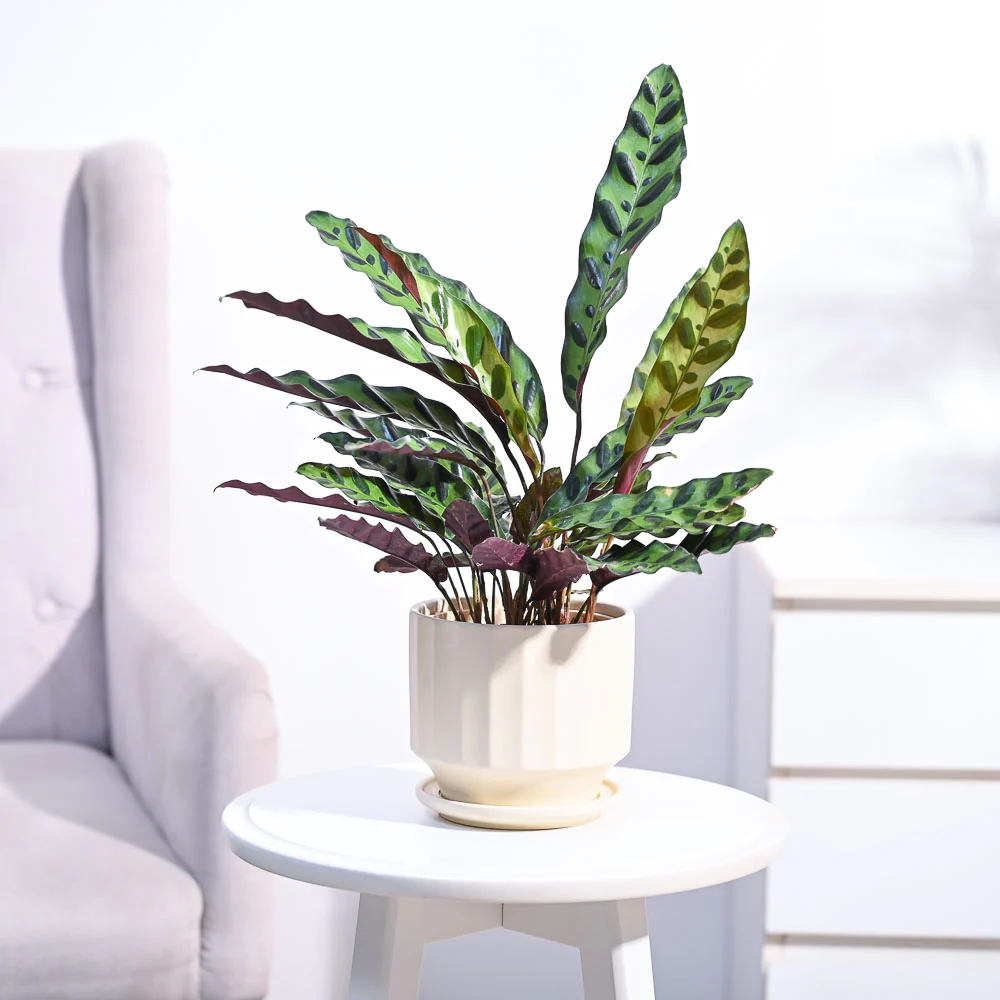 Product image 81