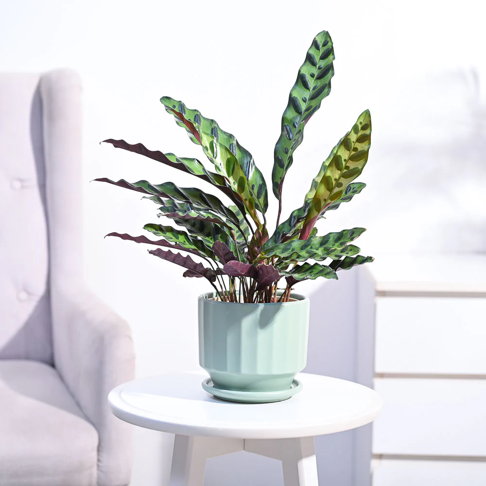 Product image 86