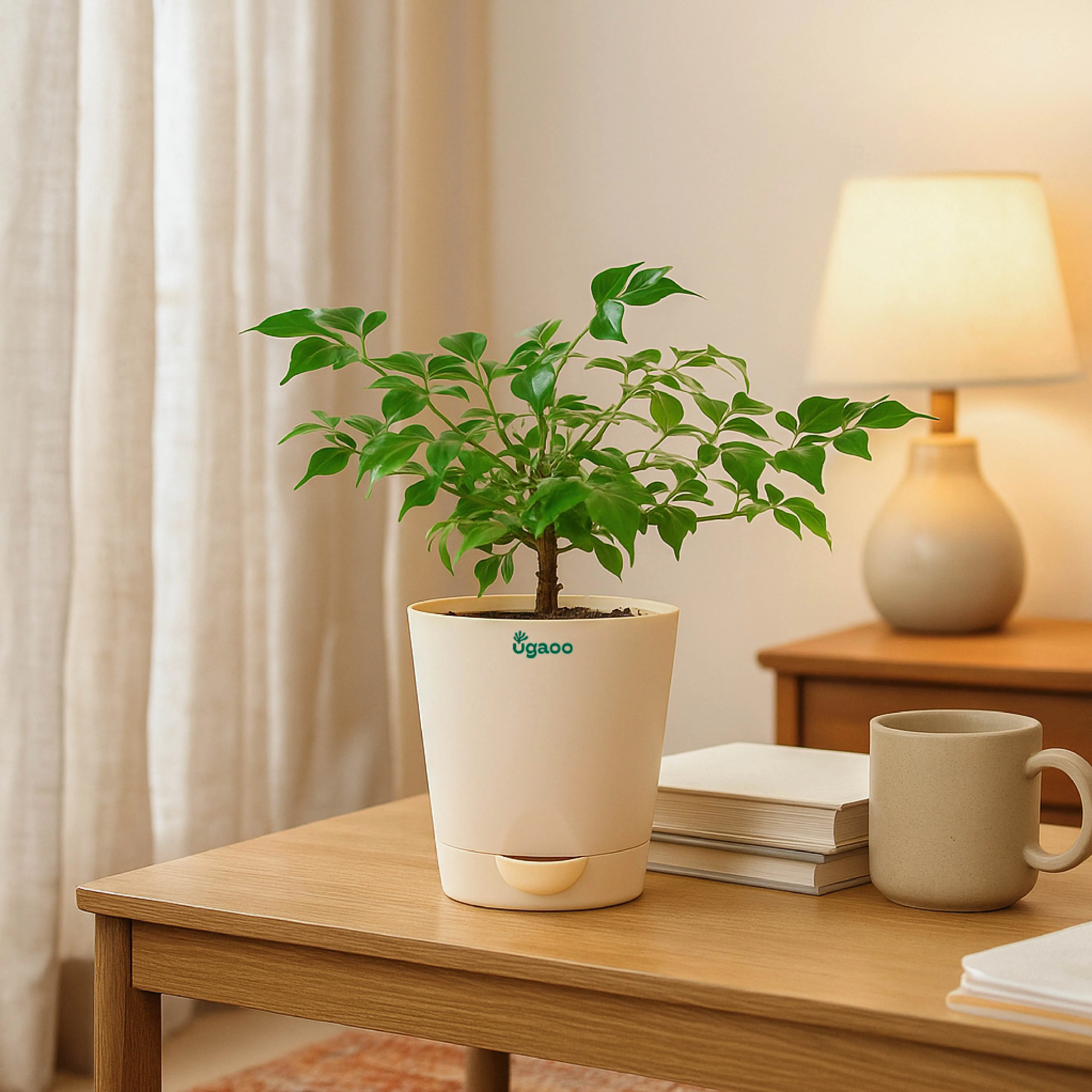 Buy Plants Online In Chennai for Sale