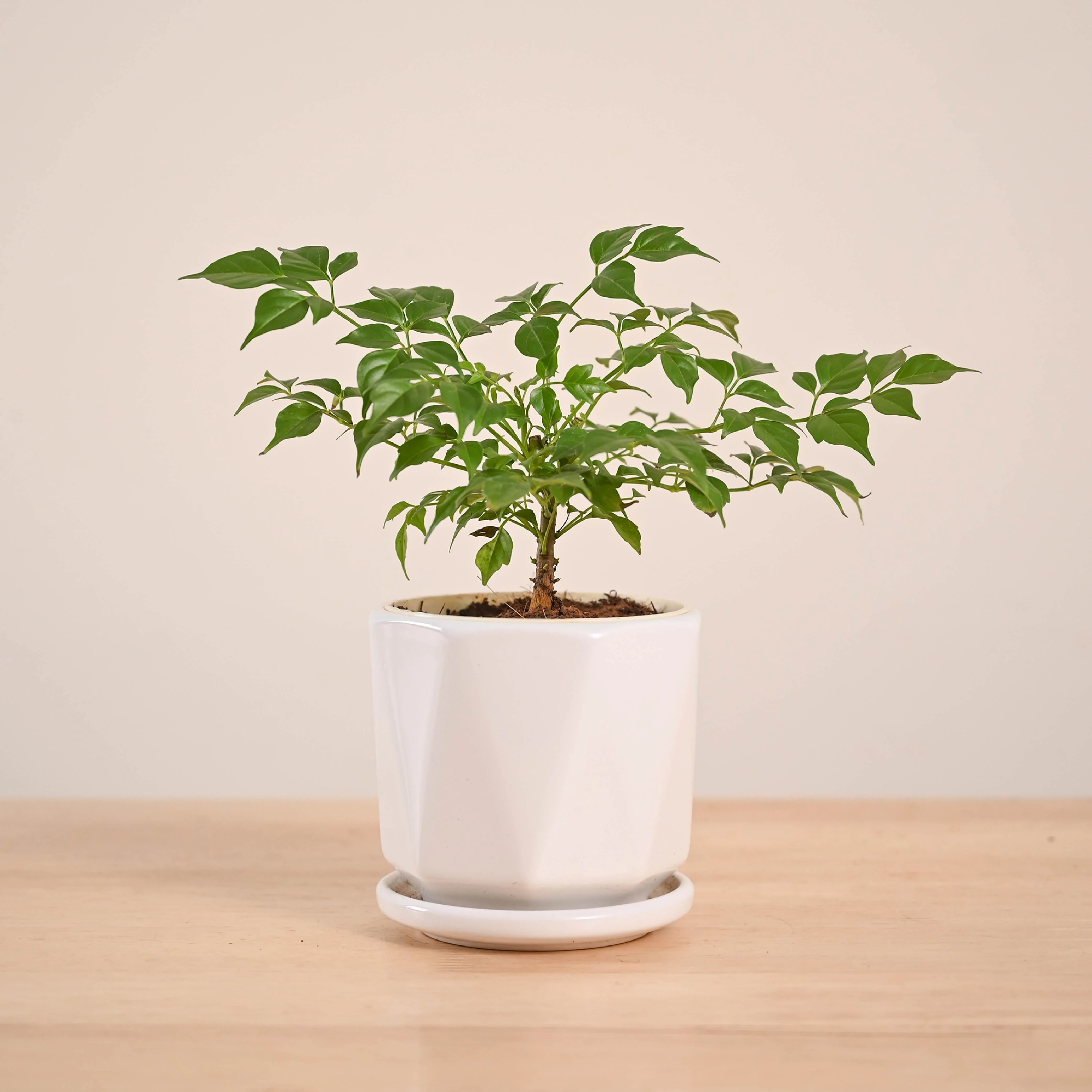 Product image 86