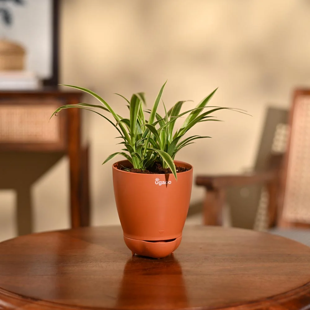 Product image 102