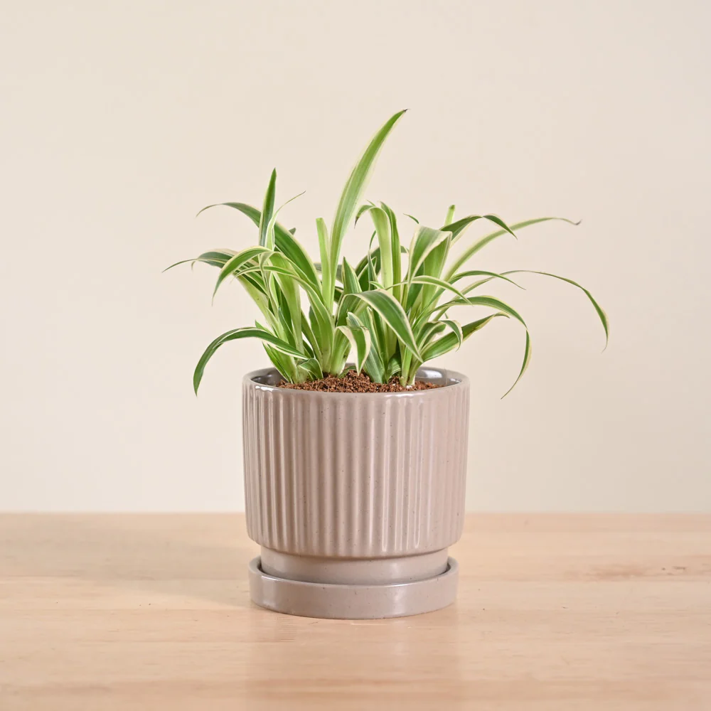 Product image 81