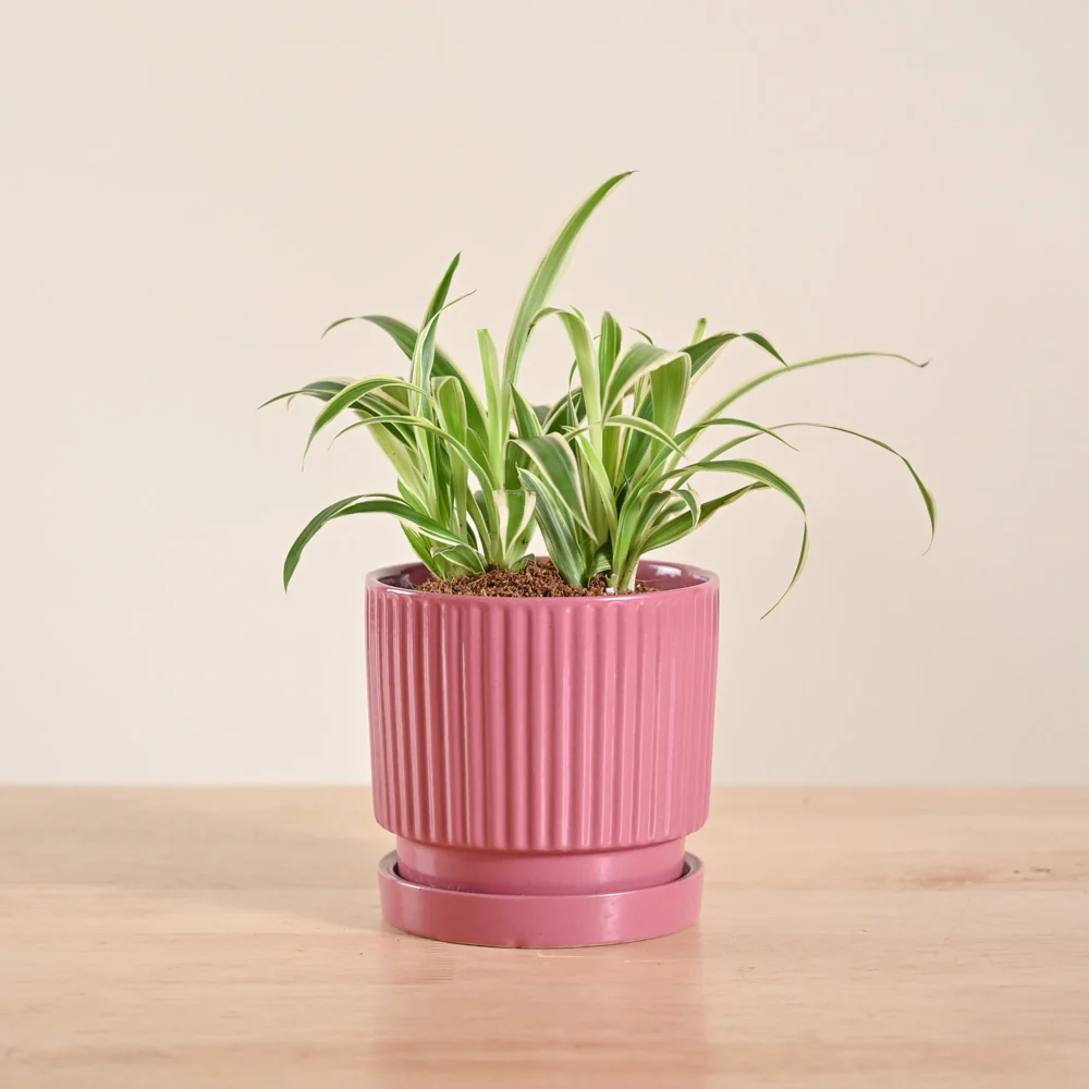Product image 82