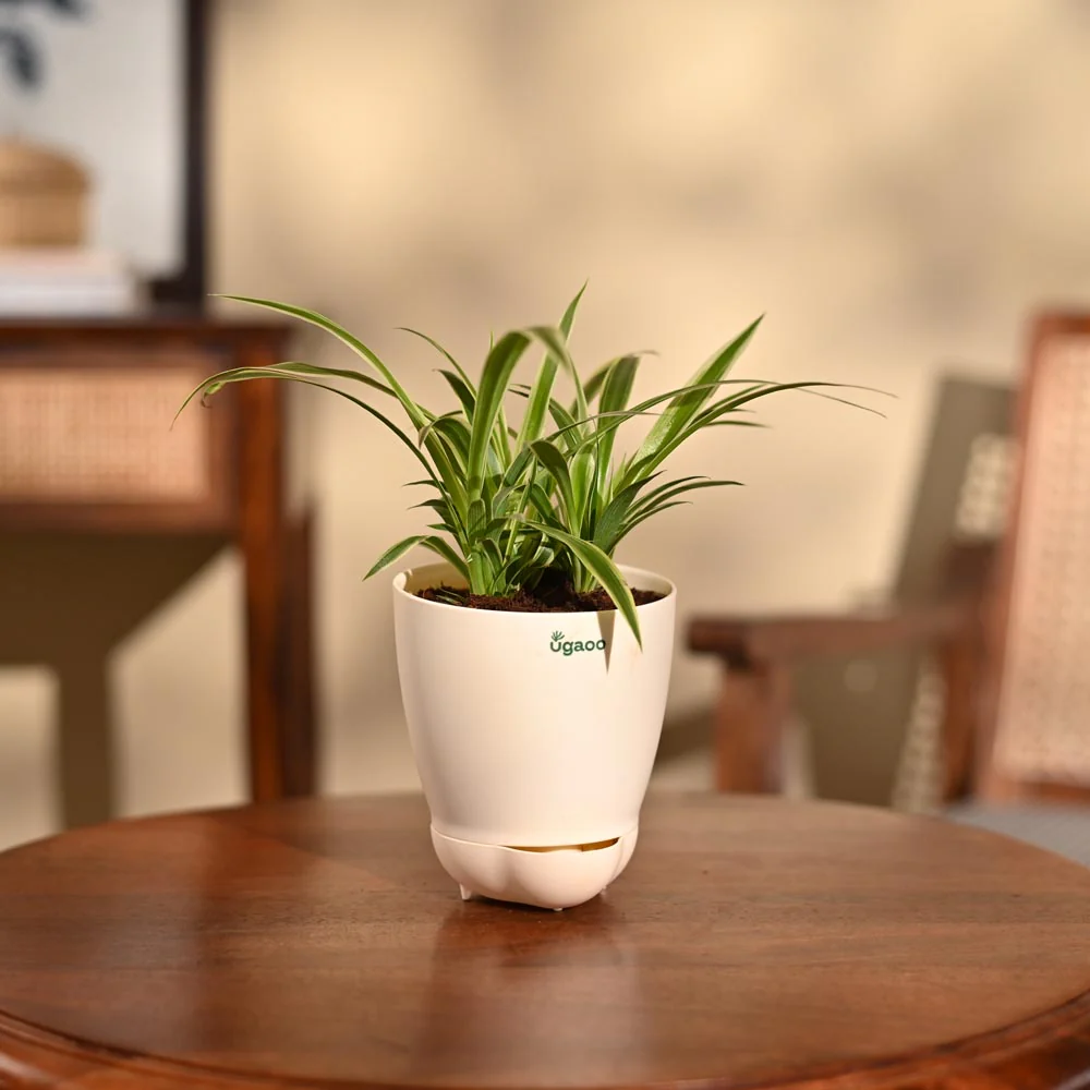 Product image 84
