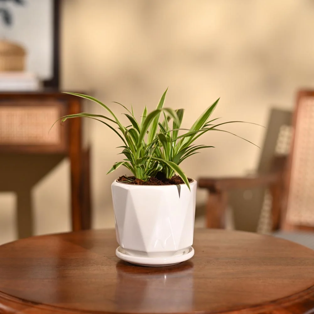 Product image 91