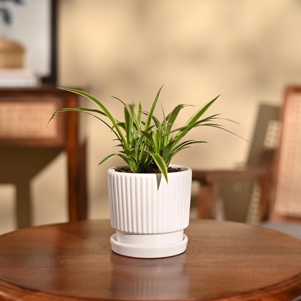 Product image 93