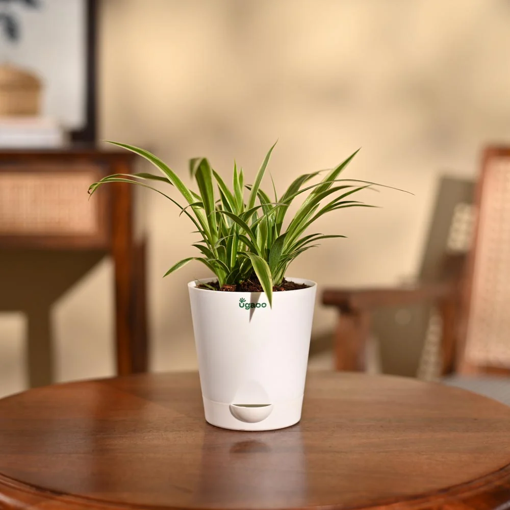 Product image 96