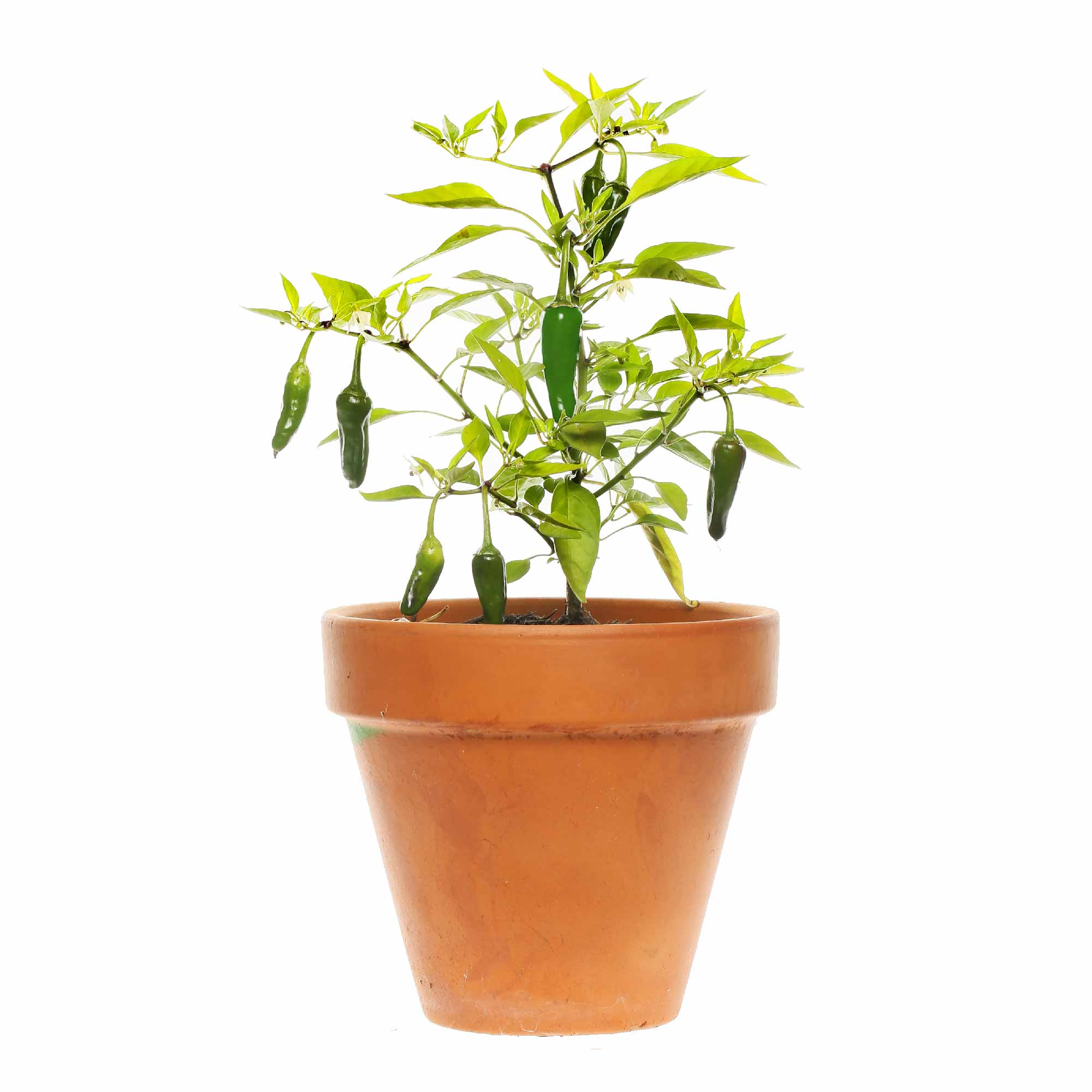 Product image 36
