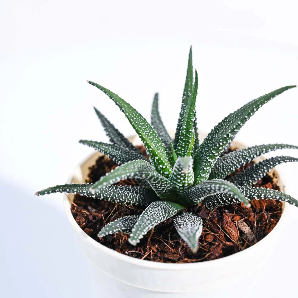 Product image 107