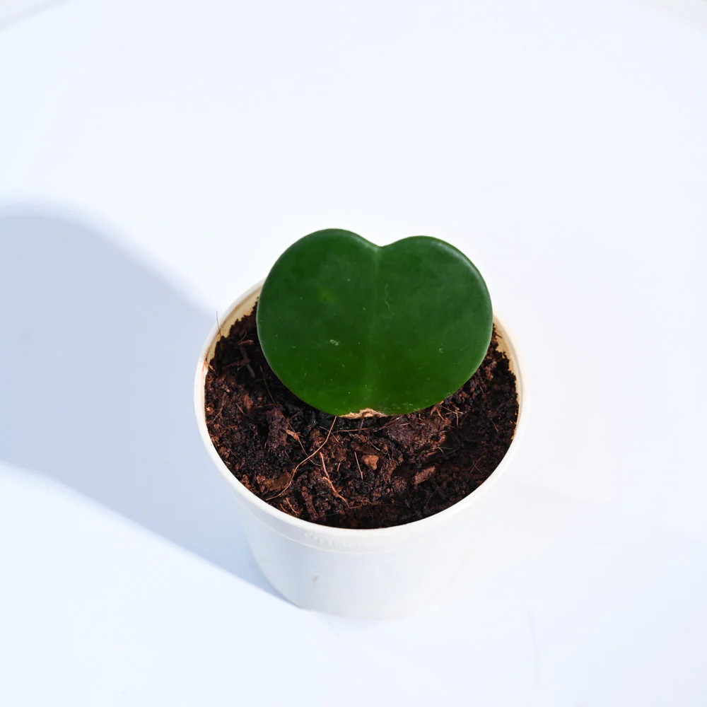 Product image 101