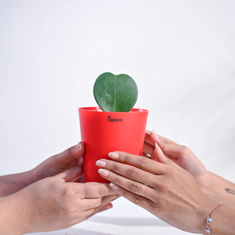 Product image 64
