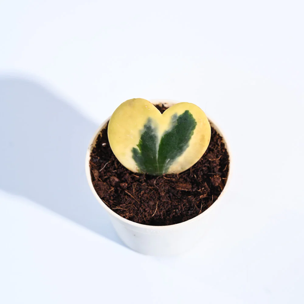 Product image 120