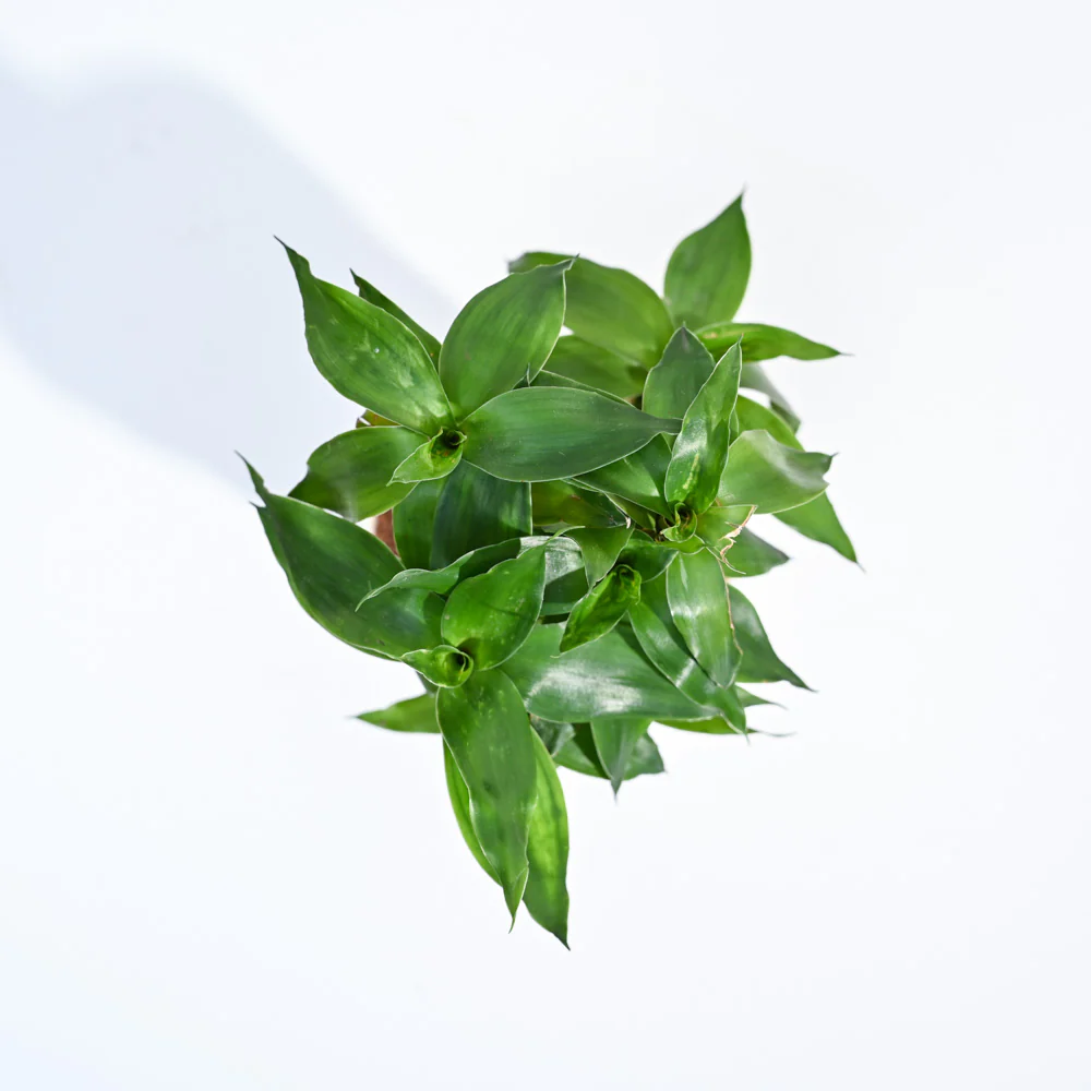 Product image 111