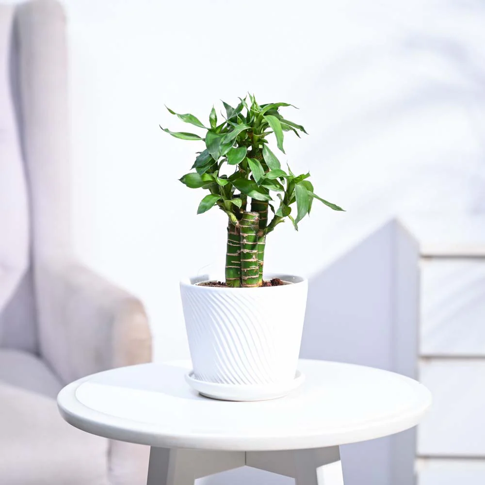Product image 155