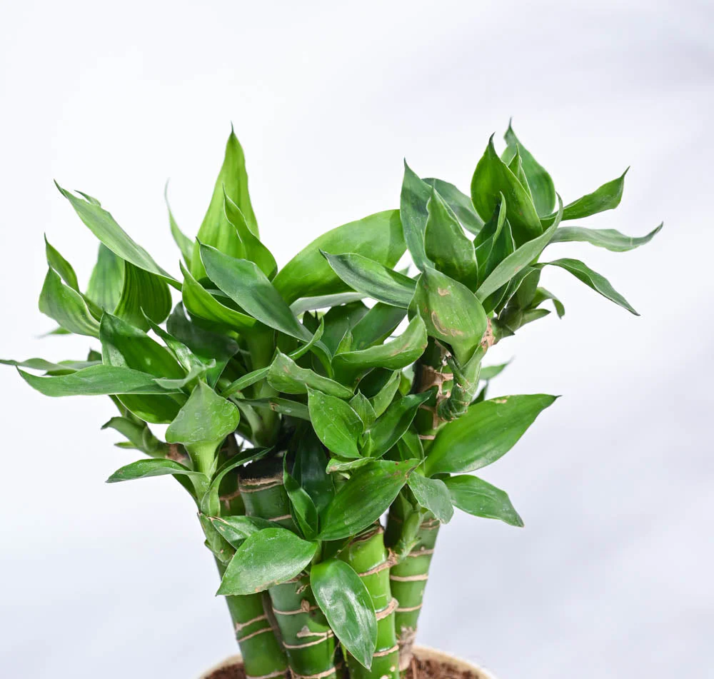 Product image 122