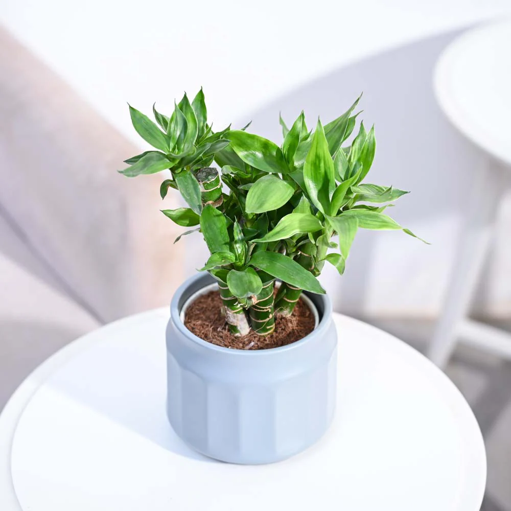 Product image 165