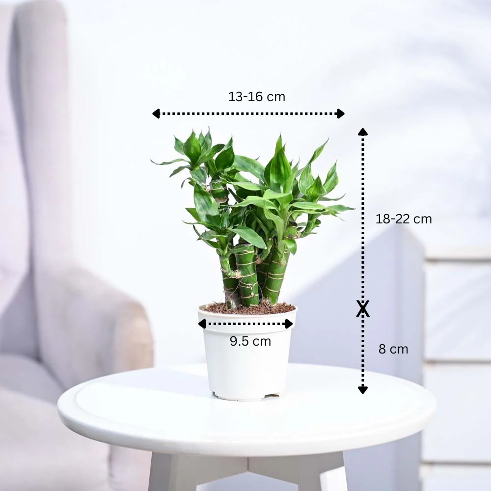 Product image 196