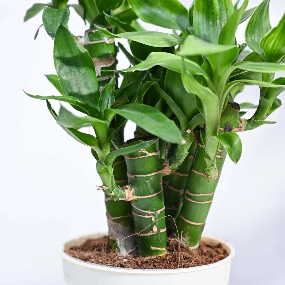 Product image 75