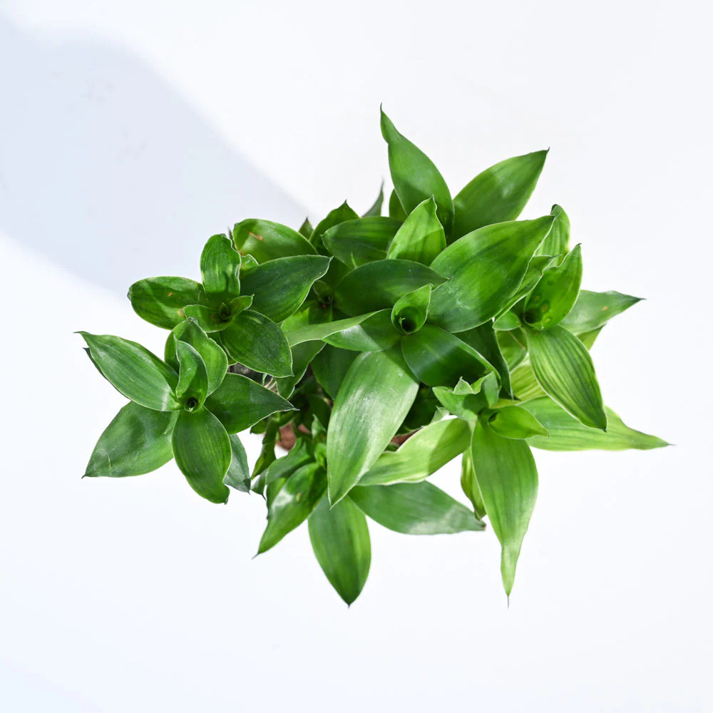 Product image 83
