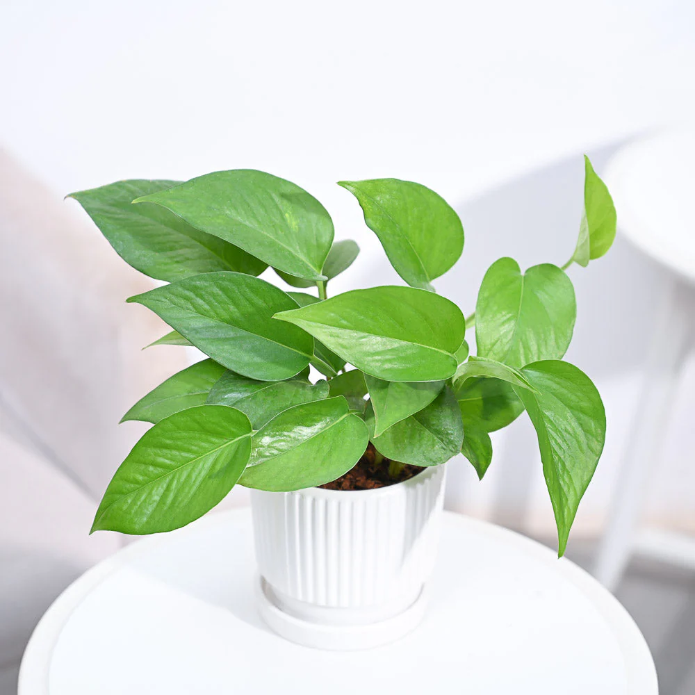 Product image 111