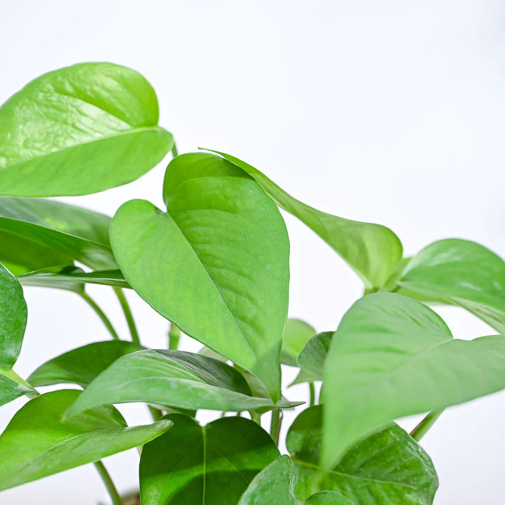 Product image 88